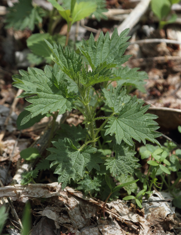 Stinging Nettle in Frederick Co., Maryland (4/3/2010). Notorious among hikers and birders for the very uncomfortable stinging sensation produced on contact. Hollow stinging hairs (trichomes) all over the plant inject histamine and other chemicals, producing noteworthy discomfort.  Photo by Bill Hubick.