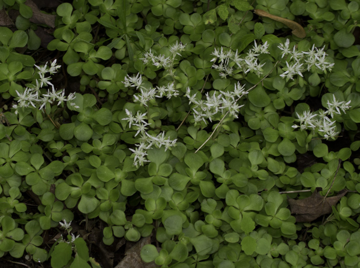 Wild Stonecrop (<em>Sedum ternatum</em>) in Garrett Co., Maryland (5/21/2011). Photo by Bill Hubick.