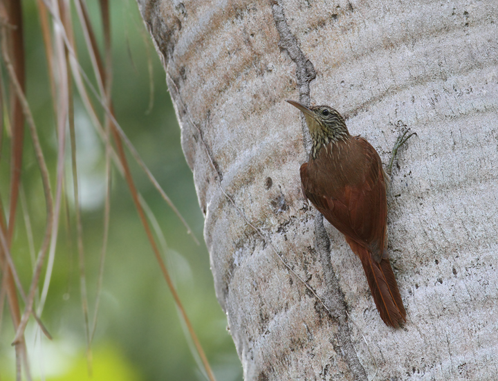 A Streak-headed Woodcreeper in a residential area of Gamboa, Panama (July 2010). Photo by Bill Hubick.