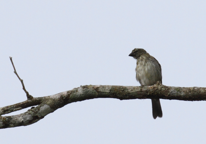 A Streaked Saltator outside of El Valle, Panama (7/13/2010). Photo by Bill Hubick.