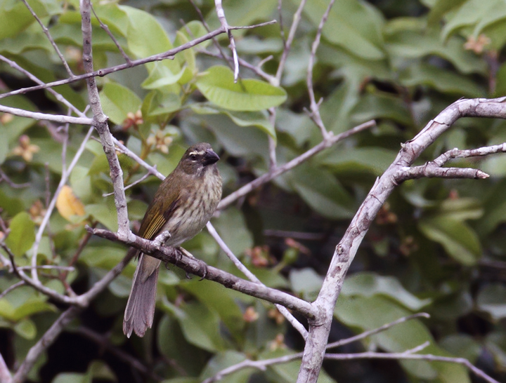 A Streaked Saltator in Gamboa, Panama (July 2010). Photo by Bill Hubick.