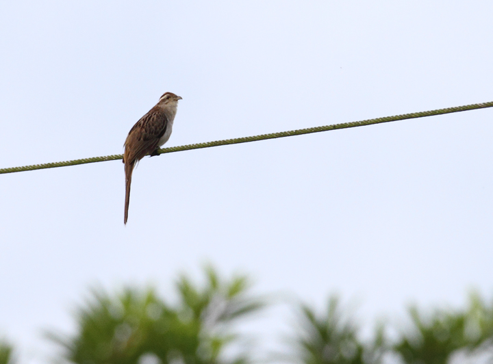 A Striped Cuckoo singing from an exposed perch near Canita, Panama (7/10/2010). Photo by Bill Hubick.