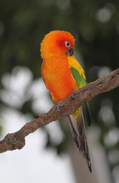 Sun Conure - Rainforest exhibit at the National Aquarium (12/31/2009). Photo by Bill Hubick.