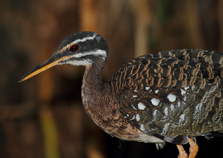 Sunbittern - Rainforest exhibit at the National Aquarium (12/31/2009). Photo by Bill Hubick.