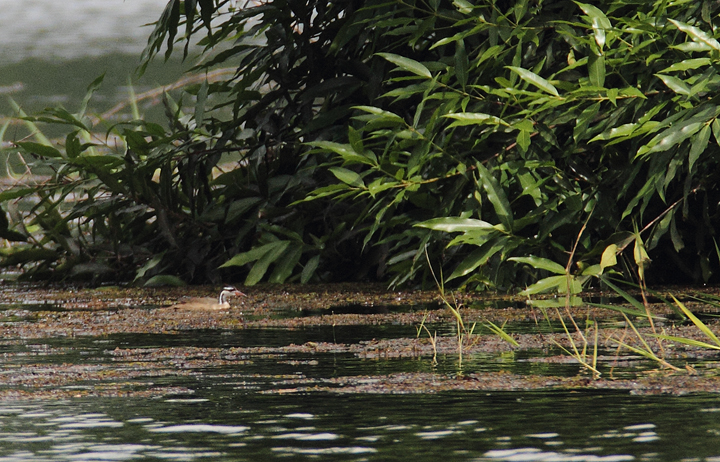 Sungrebe. One member of a pair. When your guide gets a life bird, you <em>know</em> you're having a good day. Not only do you get to see a great bird, but they also have to buy beer! Congrats again, Carlos.  Photo by Bill Hubick.