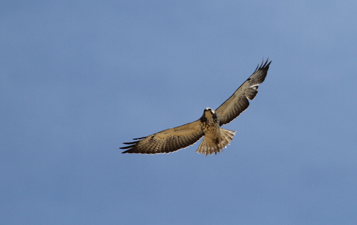 A Swainson's Hawk soars over the Everglades near Lucky Hammock, Florida (2/26/2010). Photo by Bill Hubick.