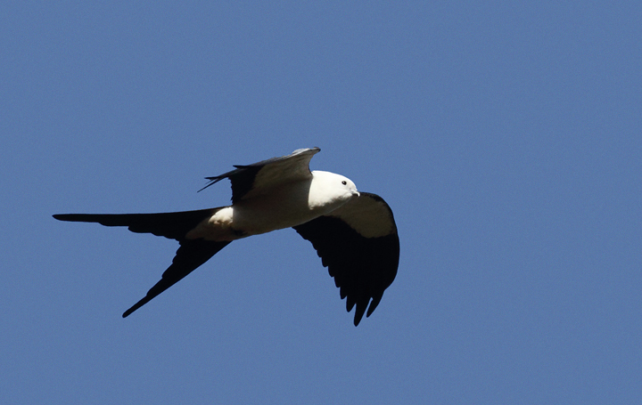 The vanguard of Swallow-tailed Kites returning to the Everglades Photo by Bill Hubick.