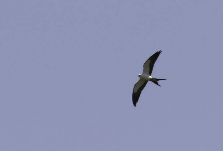 A Swallow-tailed Kite on Kent Island, Queen Anne's Co., Maryland (4/24/2011). Found by Mark Schilling, this species is a very rare visitor to Maryland. For anyone new to this species, here's a link to its range map from a Cornell page: <a href='http://www.allaboutbirds.org/guide/PHOTO/LARGE/elan_forf_AllAm_map.gif' class='text' target='_blank'>Range map</a>. Awesome find, Mark, and a new Maryland species for me. Photo by Bill Hubick.