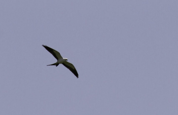 A Swallow-tailed Kite on Kent Island, Queen Anne's Co., Maryland (4/24/2011). Found by Mark Schilling, this species is a very rare visitor to Maryland. For anyone new to this species, here's a link to its range map from a Cornell page: <a href='http://www.allaboutbirds.org/guide/PHOTO/LARGE/elan_forf_AllAm_map.gif' class='text' target='_blank'>Range map</a>. Awesome find, Mark, and a new Maryland species for me. Photo by Bill Hubick.