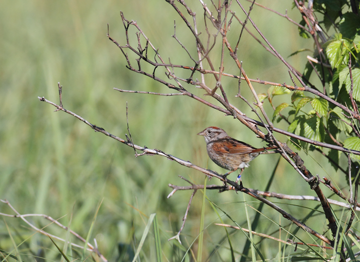 A breeding Swamp Sparrow in Garrett Co., Maryland (5/30/2010). Photo by Bill Hubick.