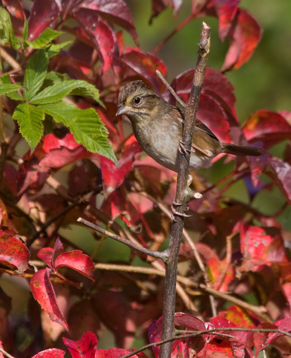 A Swamp Sparrow at Pocomoke Sound WMA in Somerset Co., Maryland (10/25/2009).