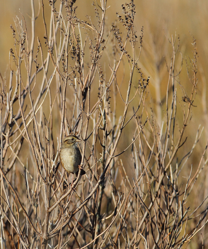 A Swamp Sparrow enjoys a light breakfast at Fairmount WMA, Somerset Co., Maryland (12/29/2009).