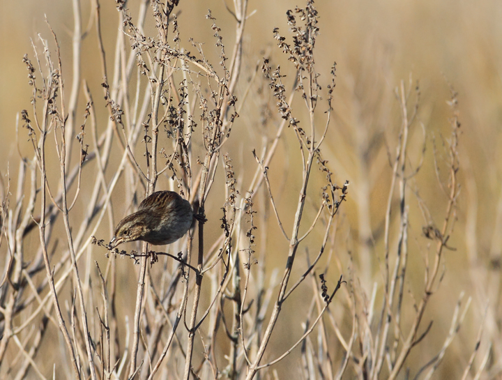 A Swamp Sparrow enjoys a light breakfast at Fairmount WMA, Somerset Co., Maryland (12/29/2009).