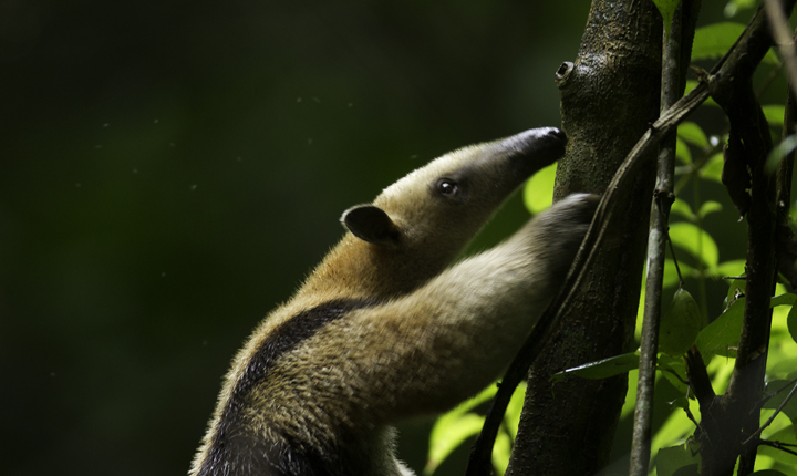 One of my favorites - a Tamandua near Gamboa, Panama (7/14/2010). Photo by Bill Hubick.