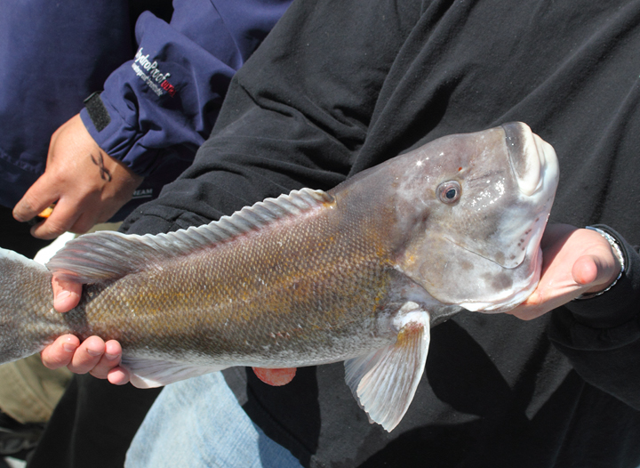 A Tautog, or "Tog" caught aboard the Judith M out of Ocean City, Maryland (3/20/2010).The Judith M is our traditional "Poor Man's Pelagic" boat. On this date, our highlight was three Razorbills. (<a href='http://www.judithmfishing.com/' target='_blank' class='text'>More about the Judith M</a>) Photo by Bill Hubick.