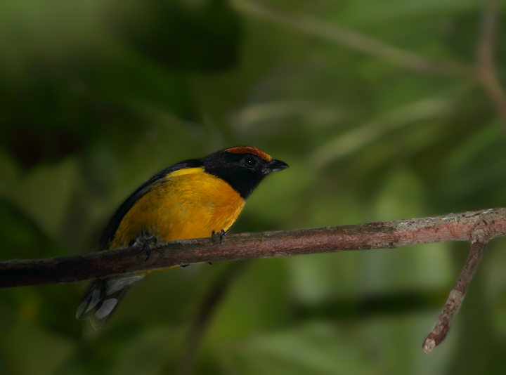This beautiful Tawny-capped Euphonia landed just overhead in the rainforest at Nusagandi, obviously curious at our passing. Photo by Bill Hubick.