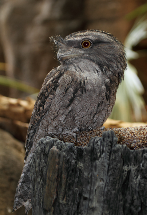 Tawny Frogmouth - Australia exhibit at the National Aquarium (12/31/2009). Photo by Bill Hubick.