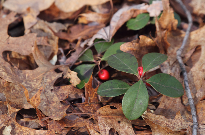 Eastern Teaberry (<em>Gaultheria procumbens</em>) in Frederick Co., Maryland (4/3/2010). Photo by Bill Hubick.