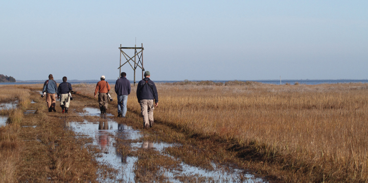 The gang ends the Rarity Roundup weekend in the saltmarsh (11/14/2010). Photo by Bill Hubick.