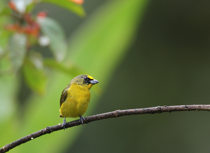 A molting Thick-billed Euphonia at the Canopy Lodge, Panama (7/13/2010). Photo by Bill Hubick.