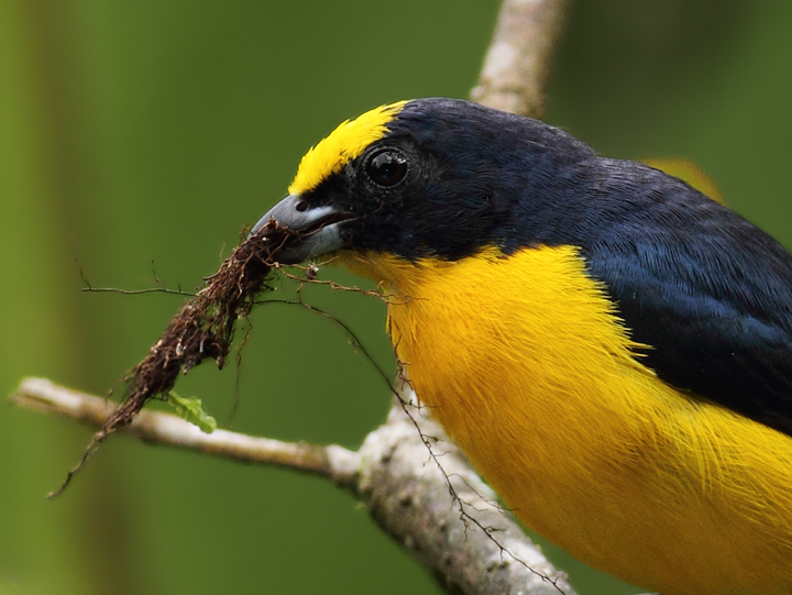 Thick-billed Euphonias are abundant residents near the Canopy Lodge in El Valle, Panama (7/11/2010). Photo by Bill Hubick.