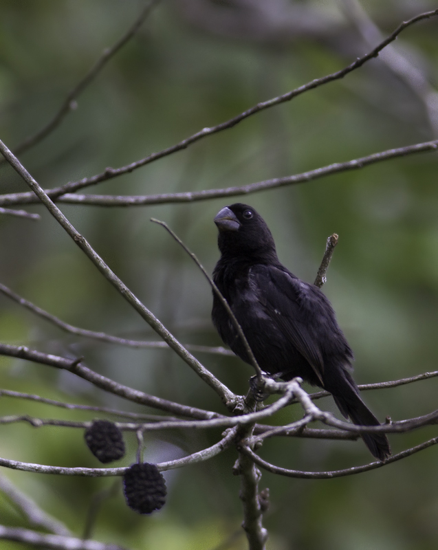 A Thick-billed Seed-Finch near the Ammo Ponds in Gamboa, Panama (7/14/2010). Photo by Bill Hubick.