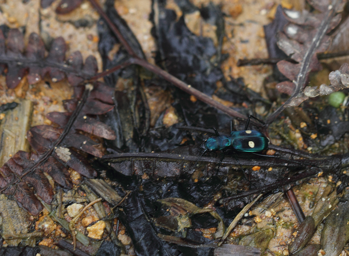 A tiger beetle species at Las Mozas, Panama (7/11/2010). Photo by Bill Hubick.