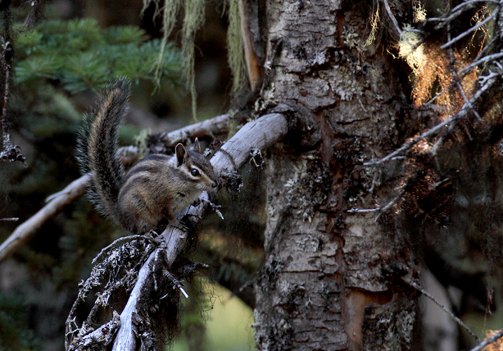 A presumed Townsend's Chipmunk on Mount Hood, Oregon (9/2/2010) Photo by Bill Hubick.