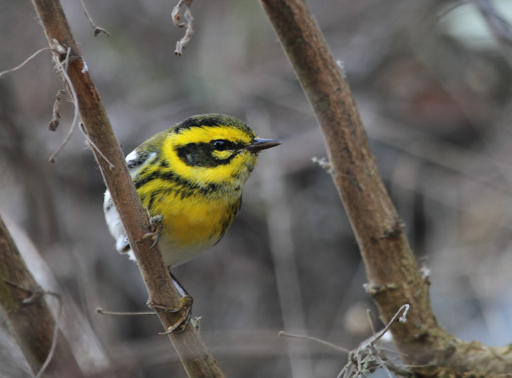 A beautiful Townsend's Warbler along the Lands End Trail, San Francisco (9/23/2010). Photo by Bill Hubick.