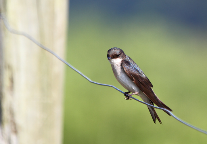 A Tree Swallow scans for breakfast on the wing at Chino Farms, Maryland (6/19/2010). Photo by Bill Hubick.