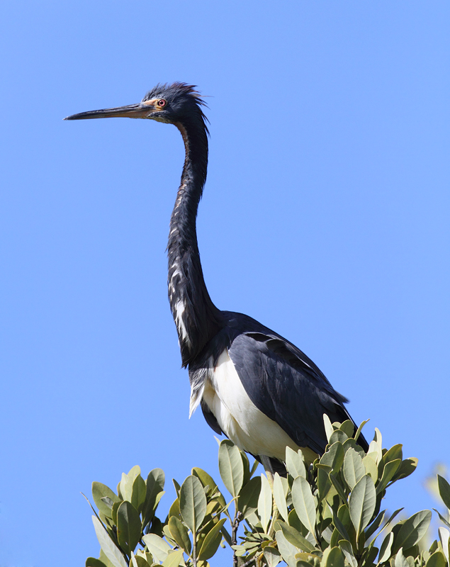 A Tricolored Heron enjoys a treetop perch in the Everglades (2/26/2010). Photo by Bill Hubick.