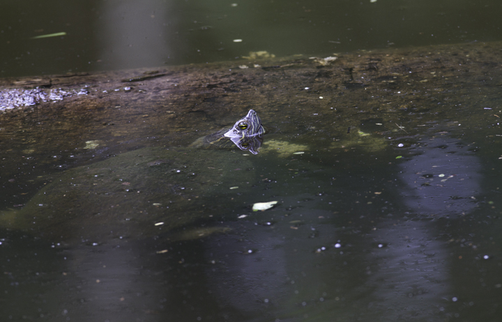 A Tropical Slider (<em>Trachemys ornata</em>) near Gamboa, Panama (7/16/2010). Photo by Bill Hubick.