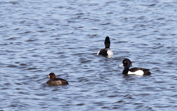 Above and below: A stunning adult male Tufted Duck found by Ron Gutberlet - Kent Narrows, Maryland (3/16/2010). This is only Maryland's fifth record of the species. Photo by Bill Hubick.