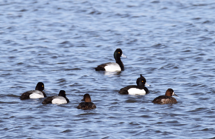 Above and below: A stunning adult male Tufted Duck found by Ron Gutberlet - Kent Narrows, Maryland (3/16/2010). This is only Maryland's fifth record of the species. Photo by Bill Hubick.