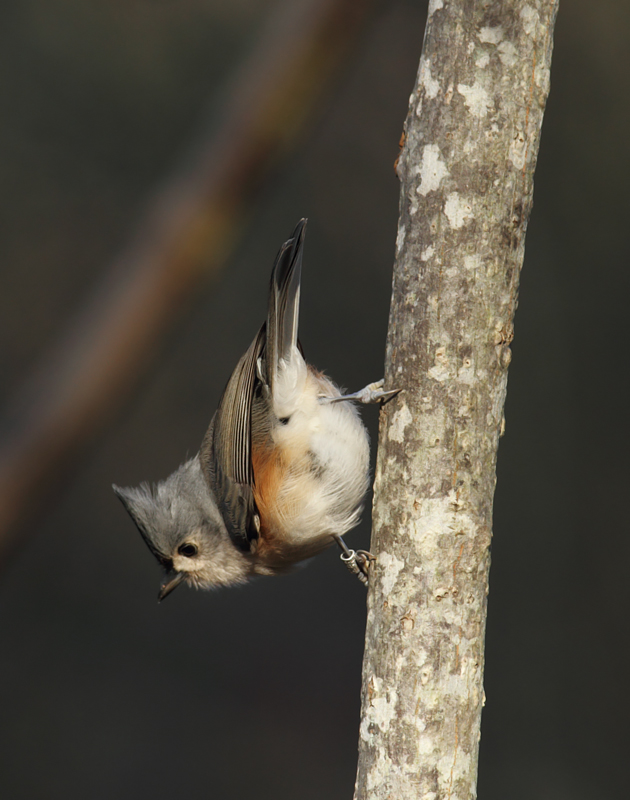 A Tufted Titmouse at Eden Mill Park, Harford Co., Maryland (11/7/2010). Banded. Photo by Bill Hubick.