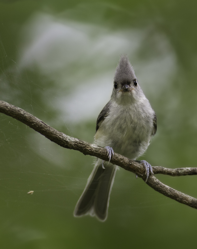 A Tufted Titmouse in Queen Anne's Co., Maryland (6/18/2011 Photo by Bill Hubick.