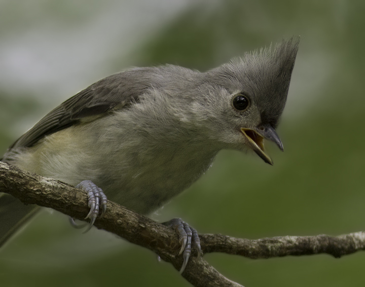 A Tufted Titmouse in Queen Anne's Co., Maryland (6/18/2011 Photo by Bill Hubick.