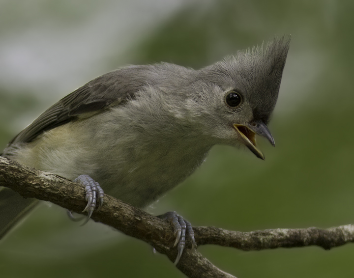 A Tufted Titmouse in Queen Anne's Co., Maryland (6/18/2011). Photo by Bill Hubick.