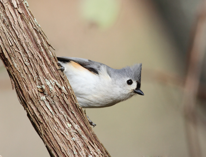A Tufted Titmouse in Worcester Co., Maryland (3/28/2010). Photo by Bill Hubick.