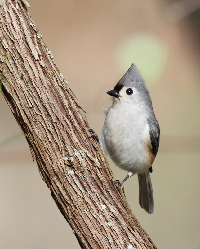 A Tufted Titmouse in Worcester Co., Maryland (3/28/2010). Photo by Bill Hubick.