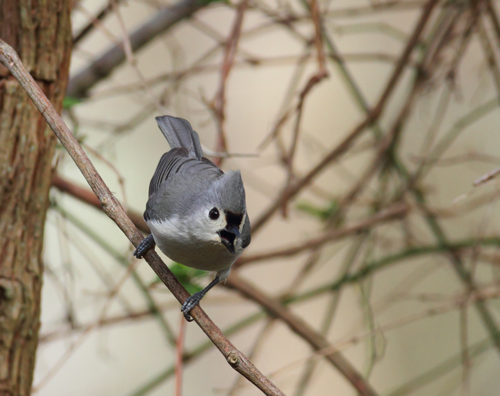 A Tufted Titmouse in Worcester Co., Maryland (3/28/2010). Photo by Bill Hubick.