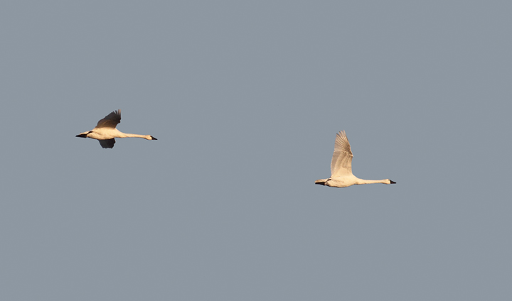 Tundra Swans over Eastern Neck NWR, Kent Co., Maryland (11/22/2009).