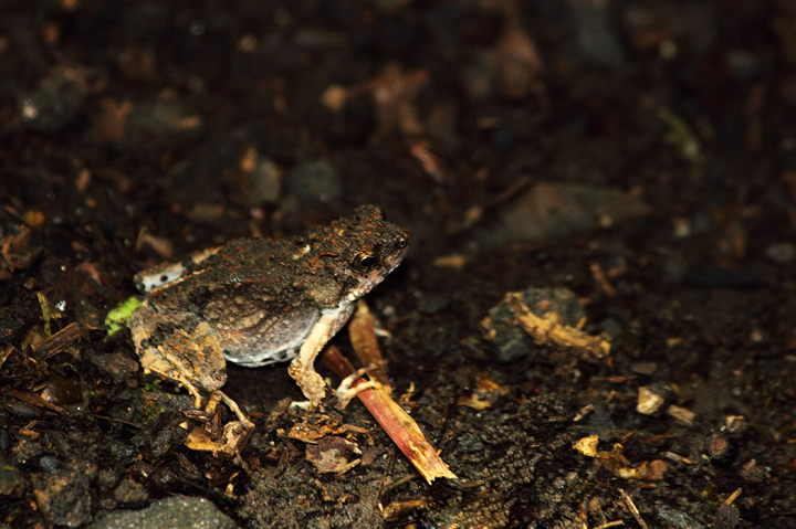 The calls of the Tungara Frog (<em>Engystomops pustulosus</em>) were one of my favorite sounds of the Panamanian rainforest (August 2010). Displaying males find a hollow area and boom their explosive "Tooong!" calls. This will be among the many sound recordings I post when I catch up on photos (someday!). Photo by Bill Hubick.