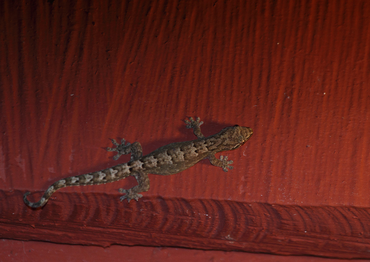 A presumed Turnip-tailed Gecko (with less obvious namesake tail) (<em>Thecadactylus rapicauda</em>) in eastern Panama (August 2010). Photo by Bill Hubick.