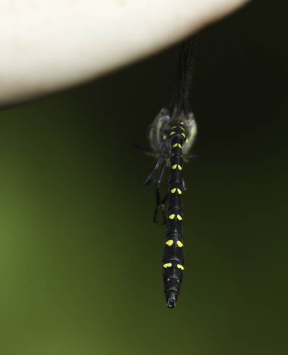 A Twin-spotted Spiketail in Garrett Co., Maryland (6/12/2011). Photo by Bill Hubick.