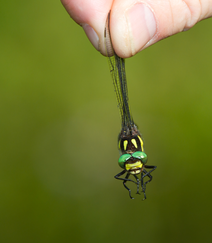 A Twin-spotted Spiketail in Garrett Co., Maryland (6/12/2011). Photo by Bill Hubick.