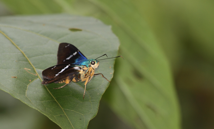 A Two-barred Flasher on Cerro Gaital, Panama (7/13/2010). Photo by Bill Hubick.