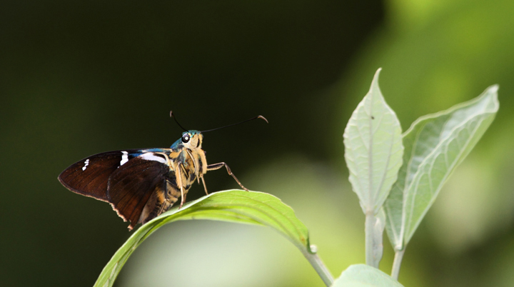 A Two-barred Flasher on Cerro Gaital, Panama (7/13/2010). Photo by Bill Hubick.