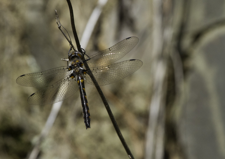 A Uhler's Sundragon in Green Ridge SF, Maryland (4/30/2011). Photo by Bill Hubick.