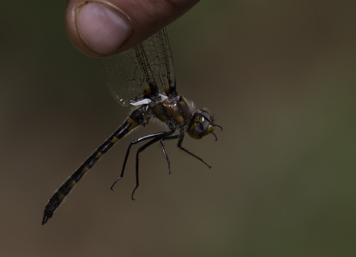 A Uhler's Sundragon in Green Ridge SF, Maryland (4/30/2011). Photo by Bill Hubick.